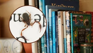 Zaleszczotek to mały pajęczak, który swoim wyglądem przypomina skorpiona.