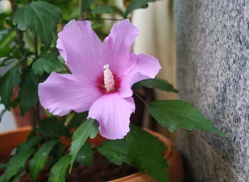 Ketmię syryjską można uprawiać w donicy.