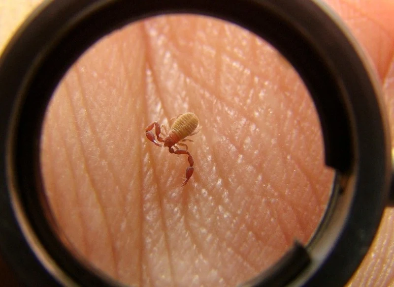 Zaleszczotek mierzy kilka milimetrów długości