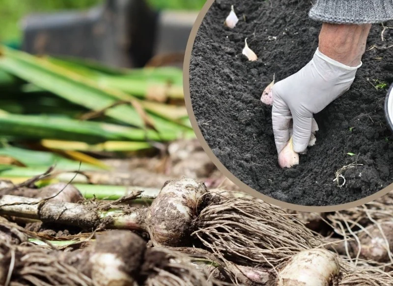 W listopadzie można sadzić czosnek