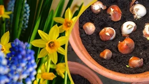 Kwiatowa rabata na wiosnę inspirowana... włoskim daniem? Dlaczego nie!