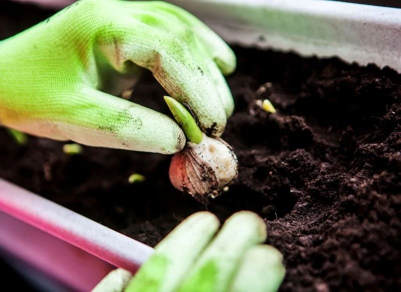 Warstwowe sadzenie roślin cebulowych w donicy pozwala na uzyskanie niezwykle dekoracyjnego efektu