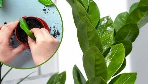 Poznaj prosty sposób na rozmnażanie zamiokulkasa z liścia.