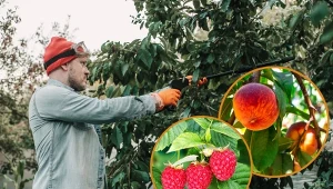 Miedzian jest uniwersalnym oporyskiem, warto go stosować do drzew i krzewów owocowych. Fort.