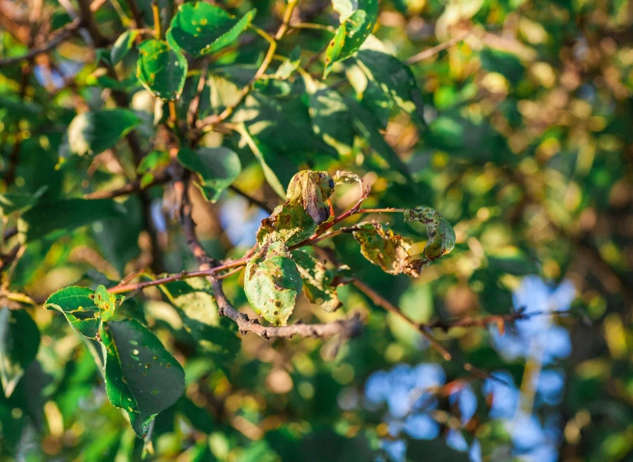 Oprysk miedzianem pomaga na różne choroby drzew owocowych oraz krzewów