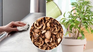 Nie wyrzucaj łupin z orzecha włoskiego. Zafarbują włosy, wybielą zęby, wyczyszczą metal i wzmocnią organizm.