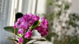 Jesienią o storczyki trzeba się zatroszczyć w szczególny sposób.