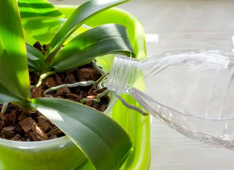 Jesienią ograniczamy podlewanie storczyków, które przechodzą w stan spoczynku