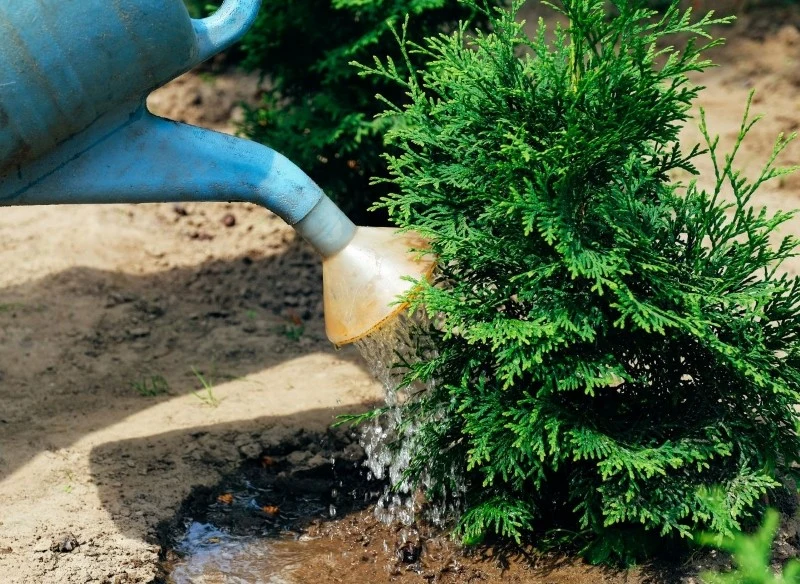 Przed zimą tuje należy obficie podlać