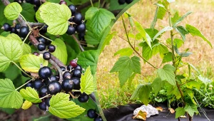 Jak przesadzić lub podzielić stary krzew czarnej porzeczki? Ogrodnik pokazuje dobry sposób