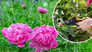 Podpowiadamy, jak przycinać piwonie na zimę, aby w następnym sezonie cieszyć się pięknym i bujnym kwitnieniem.