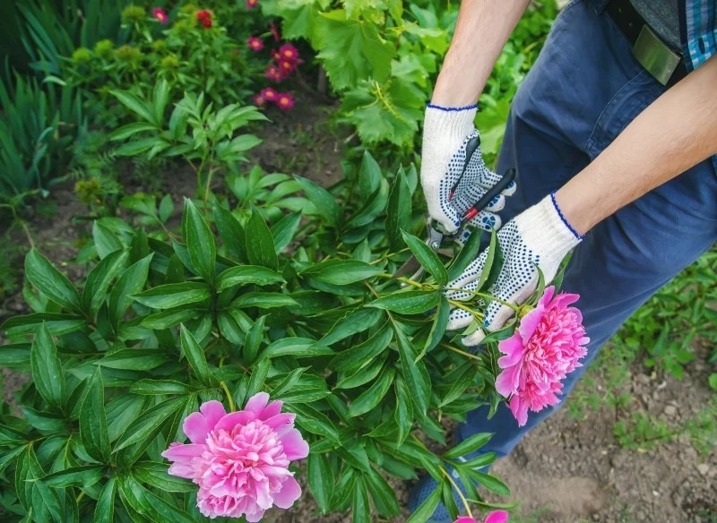 Przycinanie piwonii na zimę jest niezbędne dla obfitego kwitnienia