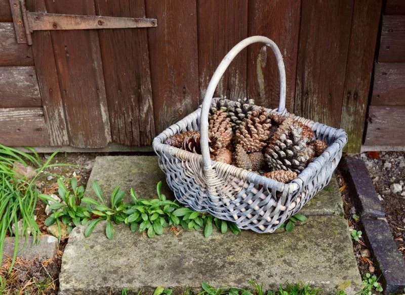 Do ściółkowania można wykorzystać wyłącznie zdrowe szyszki, na których nie ma śladów pleśni