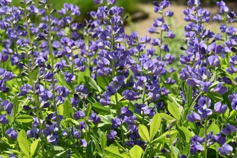 Baptysja błękitna to mało znana bylina ogrodowa o fioletowo-niebieskich kwiatach