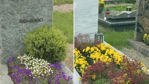 Kwiaty właściwe do sadzenia na cmentarzu. Z tych roślin można stworzyć atrakcyjne i długotrwałe aranżacje grobów.