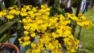 Motylnik najczęściej kwitnie tylko raz w roku, ale gdy już to zrobi, zapiera dech.