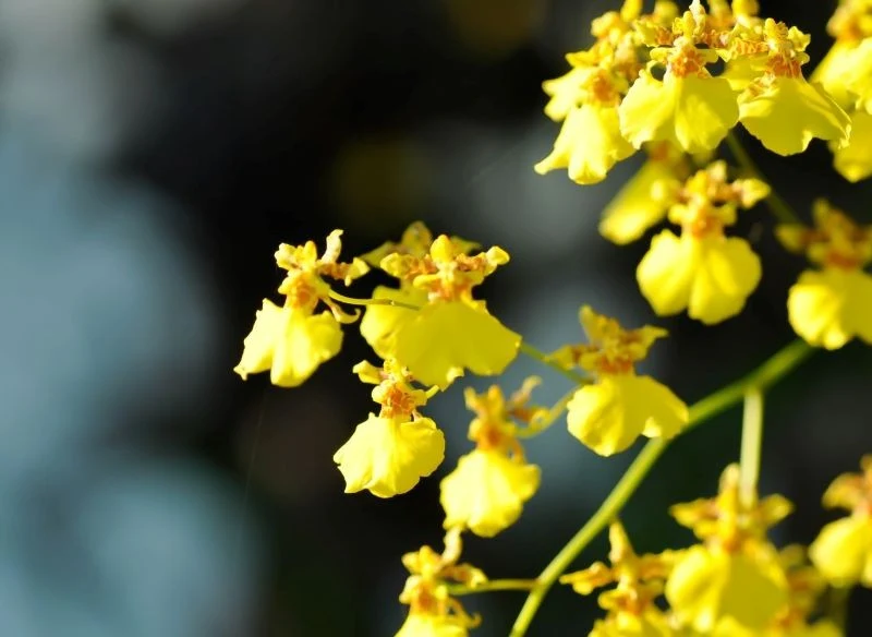 Uprawa motylnika jest dość wymagająca