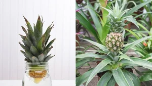 Ananas można łatwo ukorzenić i wyhodować w domu.