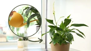 Poznaj przepis na specjalną wodę, dzięki której skrzydłokwiat będzie obficie kwitł przez cały rok.