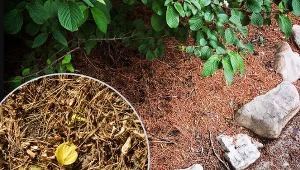 Igliwie sosnowe możemy wykorzystać do ściółkowania roślin w ogrodzie.