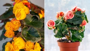 Begonia zimowa wyróżnia się wspaniałymi kwiatami i może kwitnąć przez cały rok.