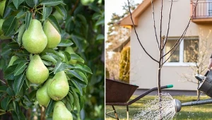 Kiedy najlepiej sadzić drzewka owocowe, jesienią czy wiosną? Wszystko zależy od sadzonki.