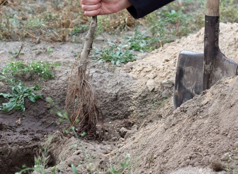 Termin sadzenia drzewek owocowych może zadecydować o tym, czy roślina się przyjmie
