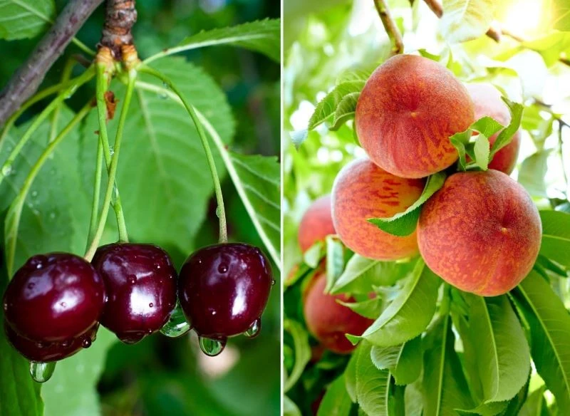 Wrażliwe na mróz brzoskwinie i czereśnie sadźmy wiosną