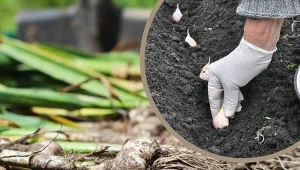 Aby zagwarantować sobie zdrowe plony, wiele osób zaprawia czosnek przed sadzeniem. Czy warto to robić?