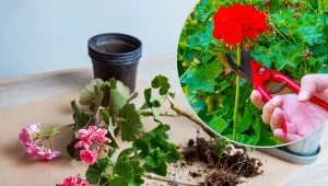 Bezobsługowe zimowanie pelargonii to nowa metoda przechowywanie tych roślin przez zimę.