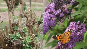 Czy budleję Dawida trzeba przycinać na jesień? Jak zabezpieczyć i przezimować budleję?