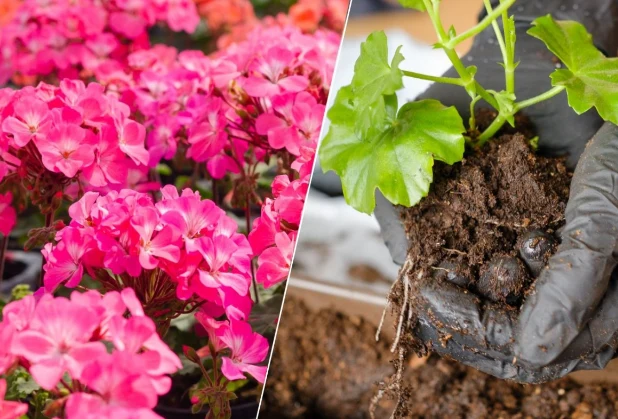 Zimowanie pelargonii wymaga umieszczenia ich w odpowiednio chłodnym i jasnym pomieszczeniu