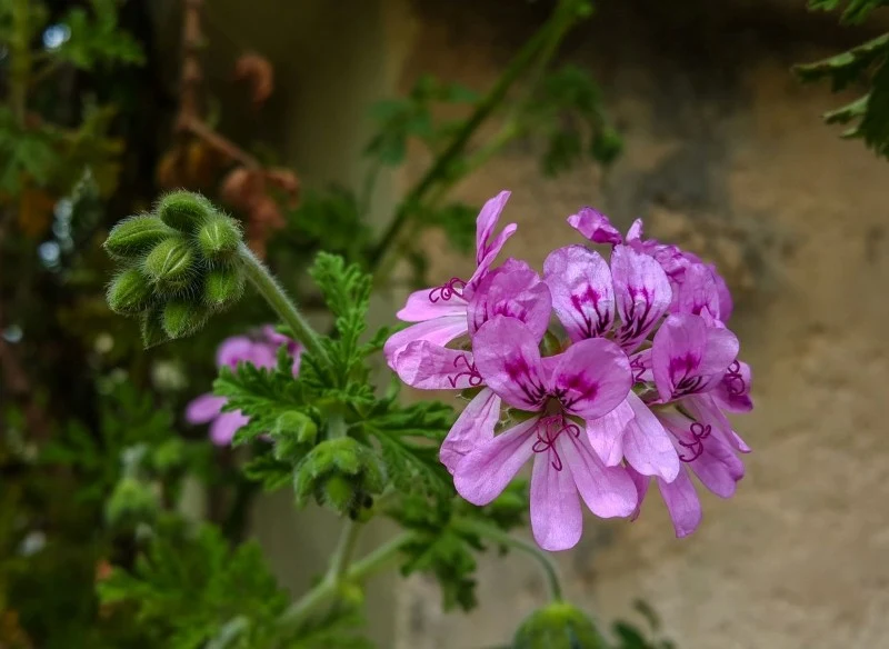Anginka nie wymaga szczególnych zabiegów pielęgnacyjnych