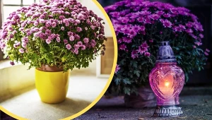 Co zrobić z chryzantemami po Wszystkich Świętych? Nie każdy je wyrzuca.