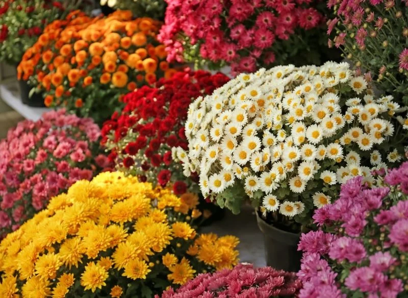 Niektórzy uznają, że marnowanie żywych kwiatów to duża strata, dlatego zabierają do domu przekwitłe chryzantemy w donicach po dniu Wszystkich Świętych