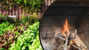 Masz w domu kominek? Nie wyrzucaj cennego popiołu.