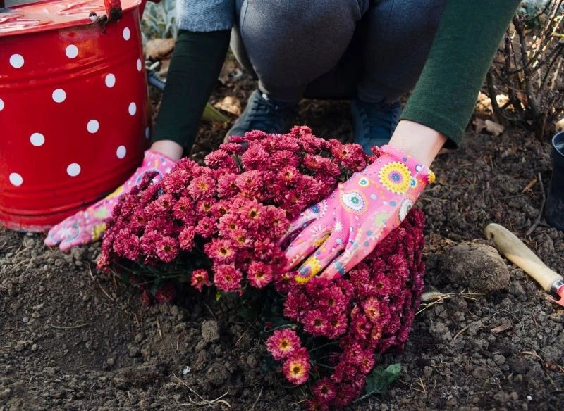 Chryzantemy po Wszystkich Świętych można posadzić w ogrodzie, ale nie w listopadzie