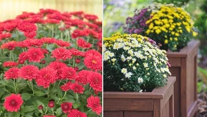 Chryzantemy wytrzymają do 6 tygodni, odpowiednio zabezpieczone mogą przetrwać nawet przymrozki.