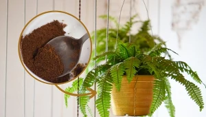 Ta jesienna odżywka sprawi, że paprotka w mig wypuści mnóstwo nowych liści.