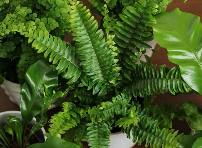 Paproć to popularna roślina, która wybierana jest często przez początkujących hodowców