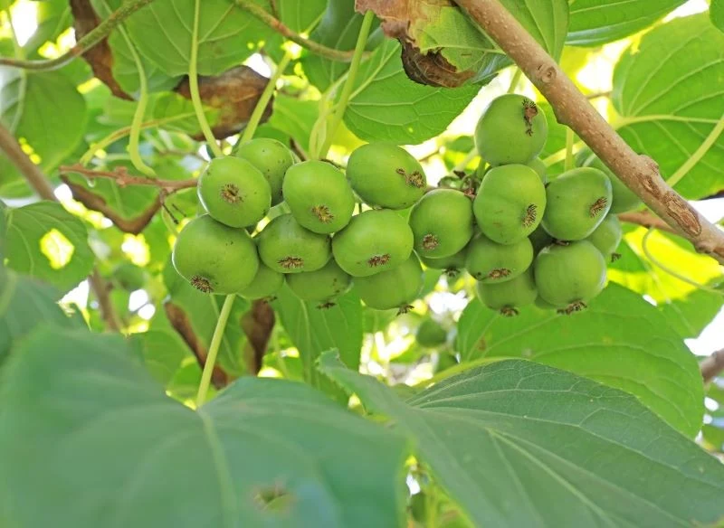 Aktinidię ostrolistną uprawia się dla smacznych owoców, które rodzi obficie