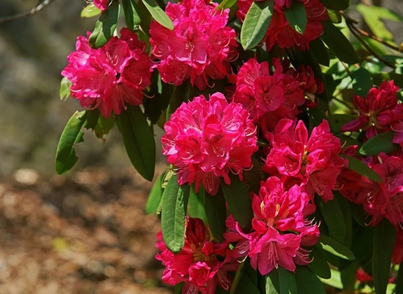 Rododendron zakwitnie w przyszłym sezonie, jeśli zimą nie dopuścimy do rozwoju suszy fizjologicznej