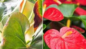 Liście anturium żółkną lub brązowieją? Dowiedz się, jak uratować roślinę.