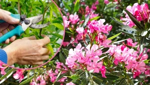 Czy wiesz, jak zimować oleandra, aby mieć pewność, że w kolejnym roku obrodzą? Fot,123RF.com