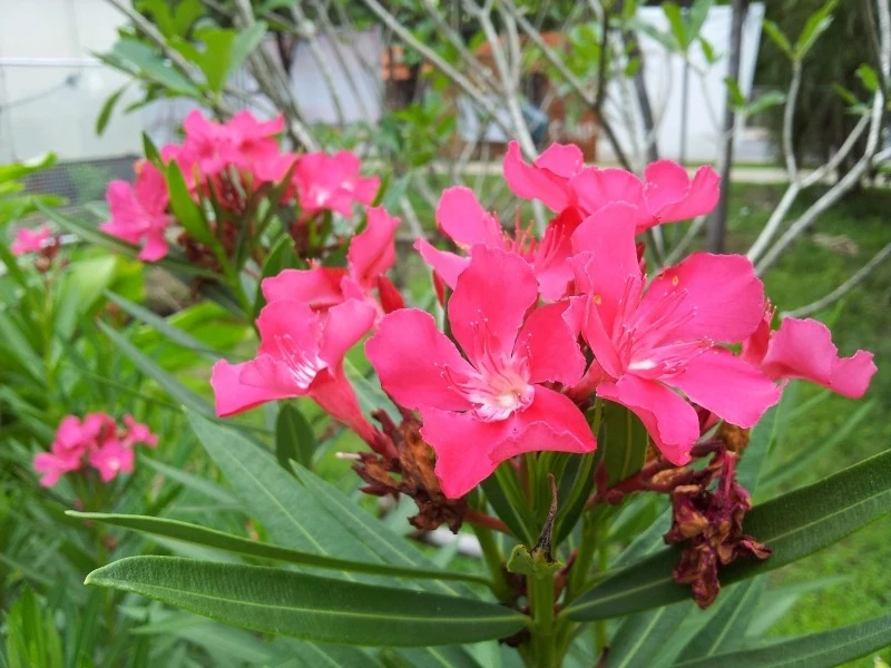 Oleandry potrafią być wyjątkowo kapryśne