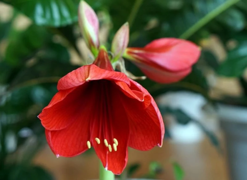 Lejkowate kwiaty Hippeastrum są niewątpliwie największym atutem tej wyjątkowej rośliny