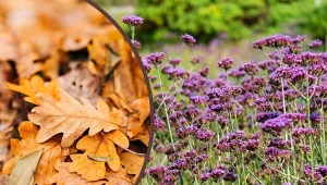 Werbena patagońska może kwitnąć aż do pierwszych przymrozków.