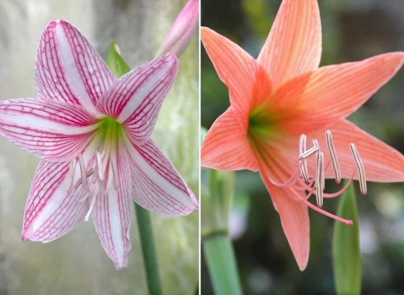 Zwartnica występuje w wielu kolorowych odmianach