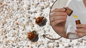 Jesienią biedronki azjatyckie masowo wchodzą do naszych domów i mieszkań. Fot.123RF/Jacek Boron/EastNews