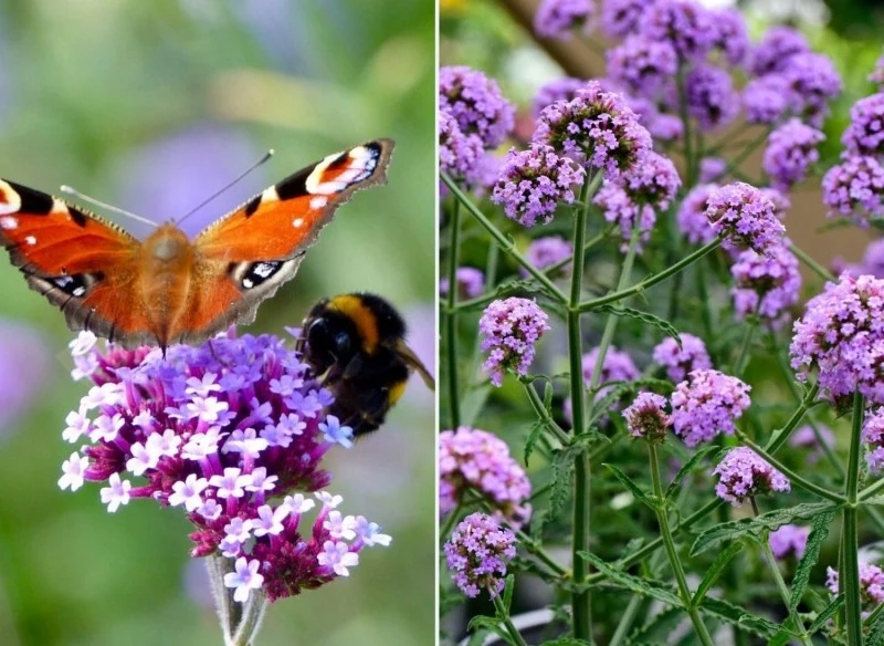 Kwiaty werbeny patagońskiej przyciągają pożyteczne owady